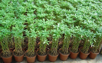 深圳盆栽花卉植物銷售、租賃,園林綠化工程設計、施工