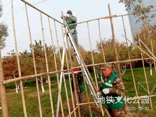綠化養(yǎng)護靚風景 樹木涂白換新裝 園林中心全面開展冬季綠化養(yǎng)護防寒工作