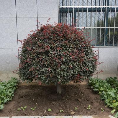 園林綠化 施工養(yǎng)護設計苗木果樹草坪別墅草坪樹墻綠籬