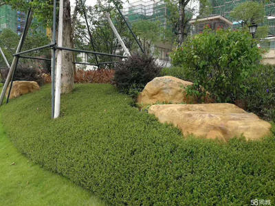 福建綠化馬尼拉草皮小區(qū)工廠別墅學校草坪園林景觀施工