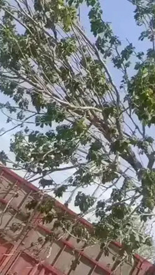 園林綠化工程苗木人 大自然的搬運工 大美周至我來報