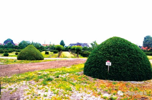 園林綠化苗木產業 互聯網 難在何處