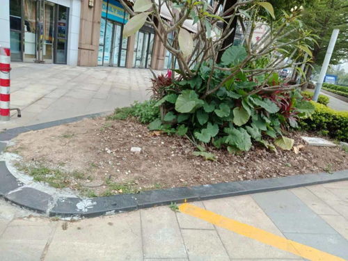 整個小區煥然一新 張槎街道開展園林綠化專項整治行動,克服城市管理短板環節