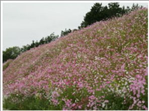 邊坡綠化 客土噴播 邊坡綠化施工 山體,邊坡綠化 客土噴播 邊坡綠化施工 山體生產廠家,邊坡綠化 客土噴播 邊坡綠化施工 山體價格