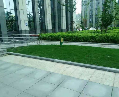 合肥軒晨 園林綠化養護 新站區園林綠化