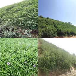 荒山開(kāi)墾復(fù)綠施工草種資材廣東三水園林一體化供應(yīng)
