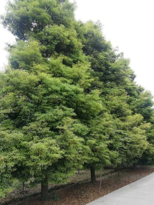 恭喜四川景秀園林綠化工程有限責(zé)任公司入駐苗木通 李志斌 打造四川精品