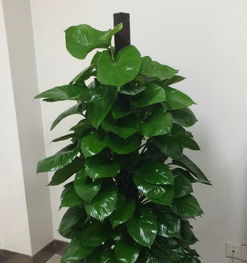 圖 廣州承接綠化養(yǎng)護 園林綠化工程 花木租賃養(yǎng)護 廣州鮮花綠植