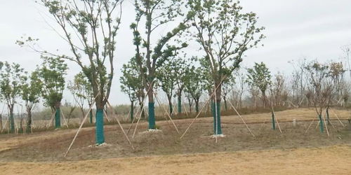 2019年度江蘇省十大優(yōu)秀園林綠化工程公司 苗圃 評選