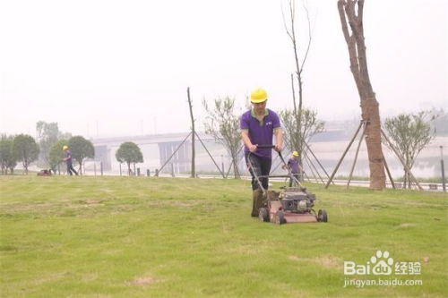 成都園林綠化養護修剪施工方案及操作規范