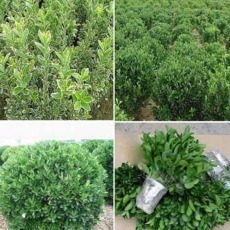 園林綠化工程設(shè)計,園林綠化工程施工,苗木、花卉銷售_南陽林豐苑園林綠化工程