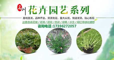 園林綠化工程施工-樹木花卉批發(fā)-花境植物報價-名川園藝場_
