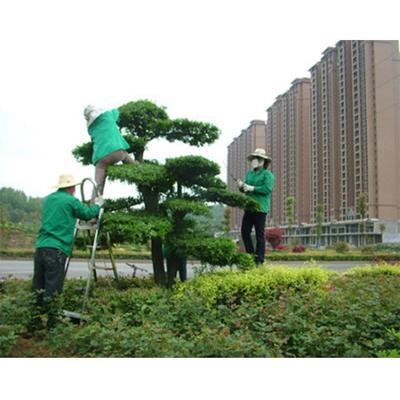 南京園林綠化養護公司