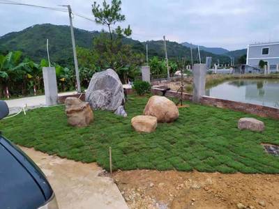 惠東譚公果苗花木場-別墅/工廠/學(xué)校綠化設(shè)計(jì),綠化工程,綠化養(yǎng)護(hù)